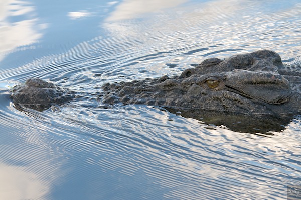 AustraliaAdelaide 10  034